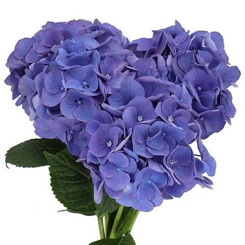 HYDRANGEA PALERMO BLUE