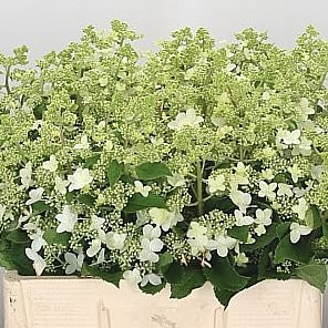 Hydrangea paniculata kyushu