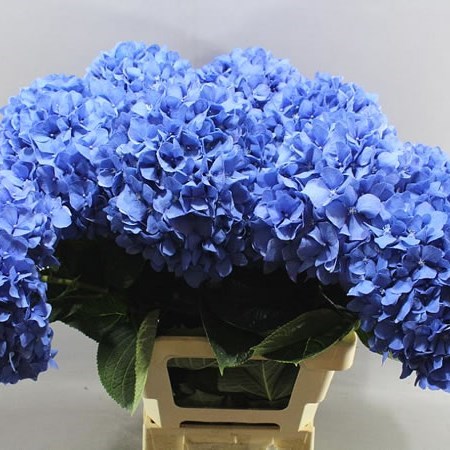 HYDRANGEA PIMPERNEL