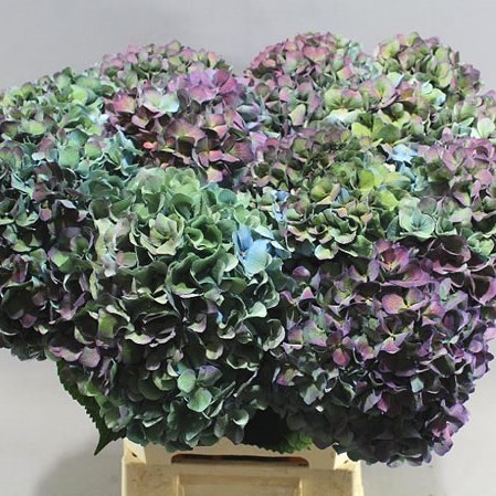 HYDRANGEA PIMPERNEL CLASSIC AUBERGINE