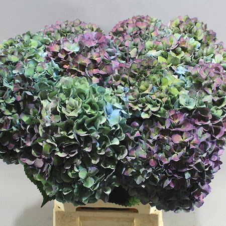 HYDRANGEA PIMPERNEL CLASSIC AUBERGINE