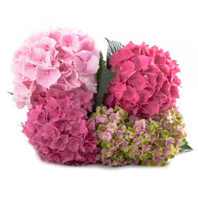 HYDRANGEA PINK MIX (VARIETIES MAY VARY)