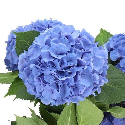 HYDRANGEA POMPIDOU