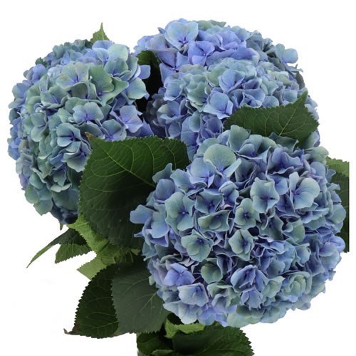 HYDRANGEA POMPIDOU CLASSIC