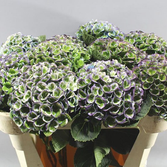 HYDRANGEA REVOLUTION PURPLE CLASSIC