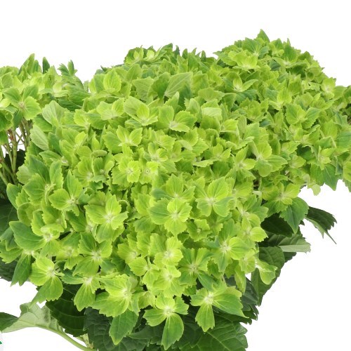 HYDRANGEA RHAPSODY