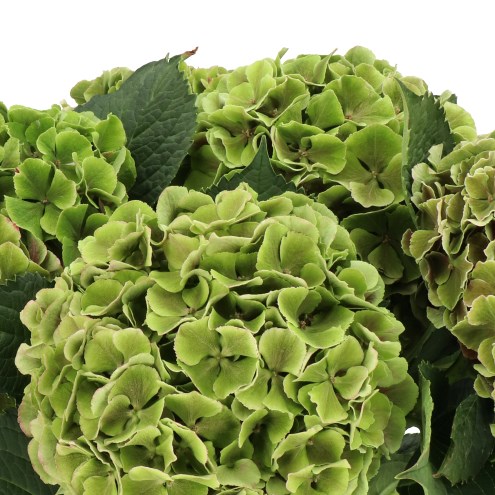 HYDRANGEA RIO CLASSIC GREEN