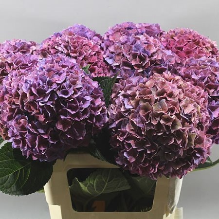 HYDRANGEA RODEO CLASSIC AQUAREL