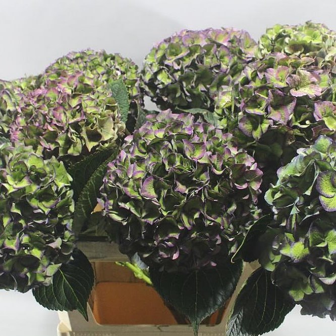 HYDRANGEA RODEO CLASSIC GREEN/PURPLE