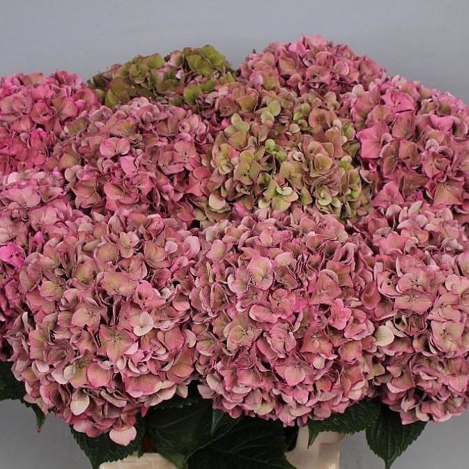HYDRANGEA RODEO CLASSIC PINK