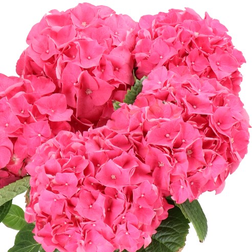 Pink Rodeo Hydrangea HYDRANGEA RODEO PINK 60cm | Wholesale Dutch Flowers & Florist Supplies UK