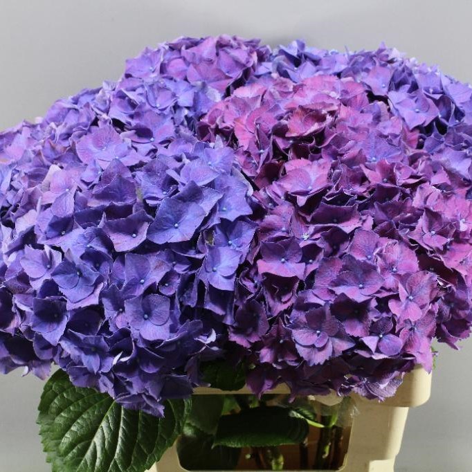 HYDRANGEA RODEO PURPLE