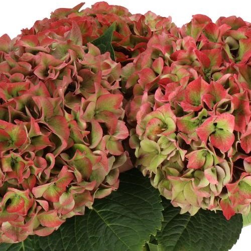 HYDRANGEA RODEO RED CLASSIC 50cm | Wholesale Dutch Flowers & Florist ...