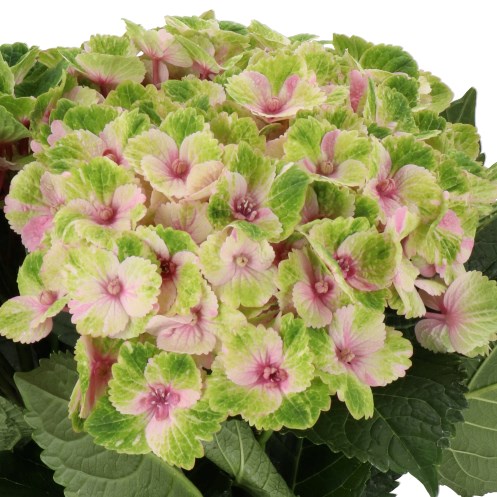 HYDRANGEA ROYAL AMIGO