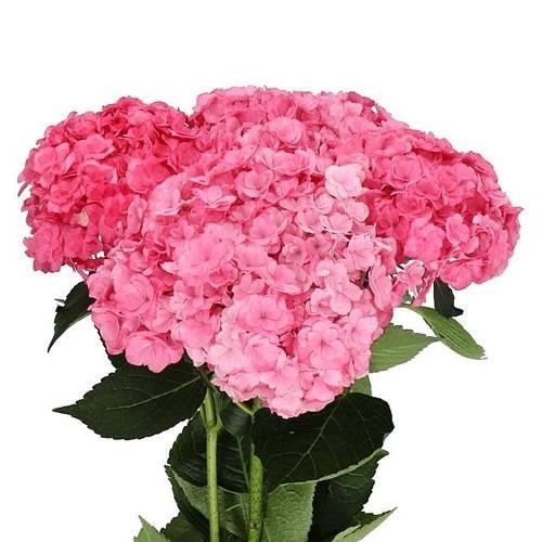 HYDRANGEA ROYAL ANASTASIA DARK PINK