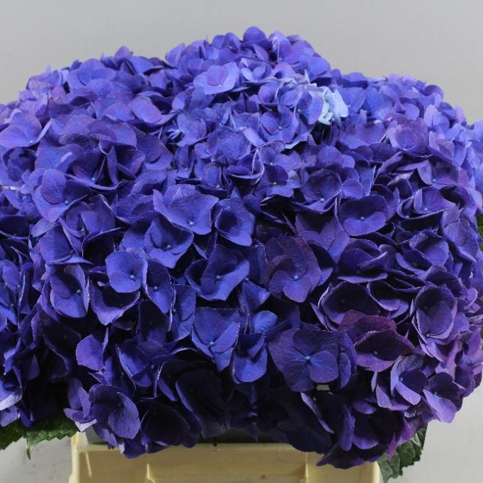 HYDRANGEA ROYAL ANNE