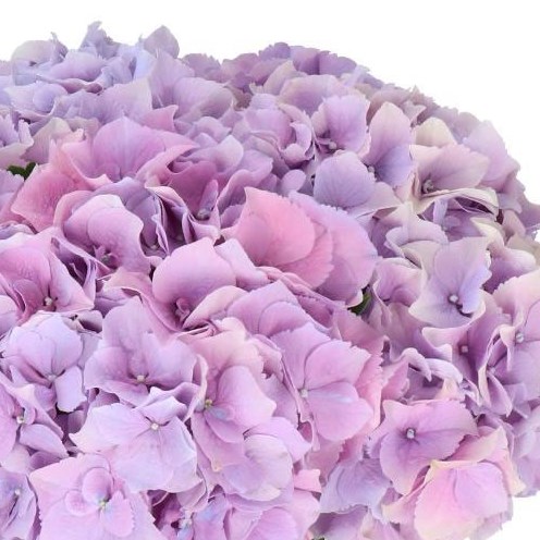 HYDRANGEA ROYAL BENEFIT