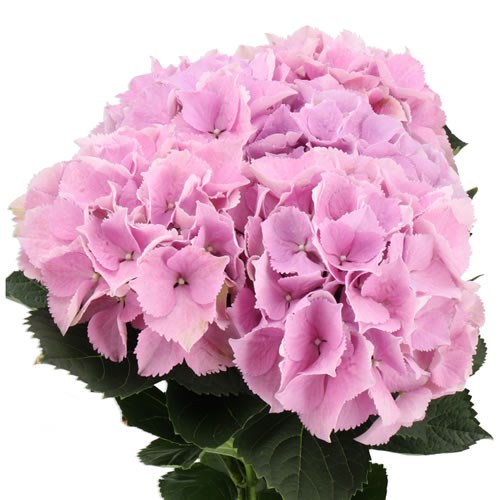 HYDRANGEA ROYAL BENEFIT MILKA 60cm Wholesale Dutch Flowers & Florist