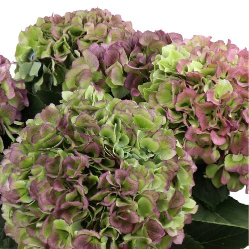 HYDRANGEA ROYAL BENEFIT PURPLE CLASSIC