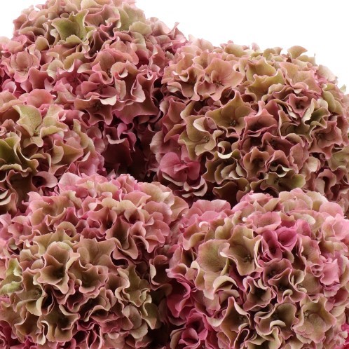 HYDRANGEA ROYAL BREEZE OLD PINK CLASSIC