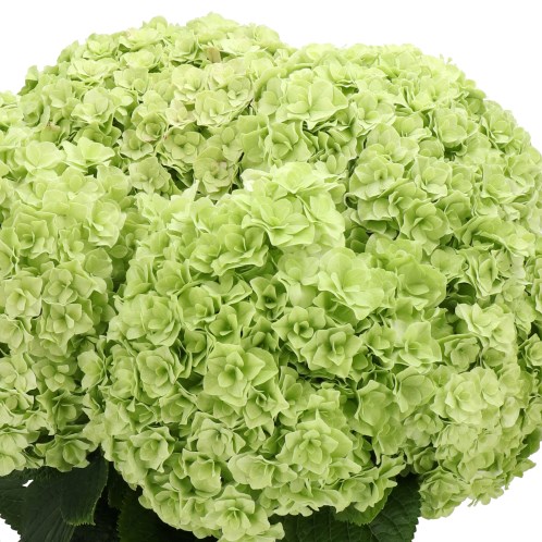 HYDRANGEA ROYAL HIGHNESS GREEN CLASSIC