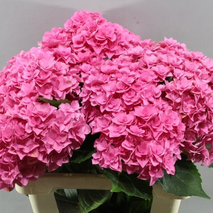 HYDRANGEA ROYAL KISS