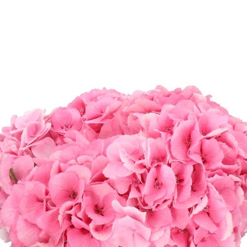 HYDRANGEA ROYAL LOVE