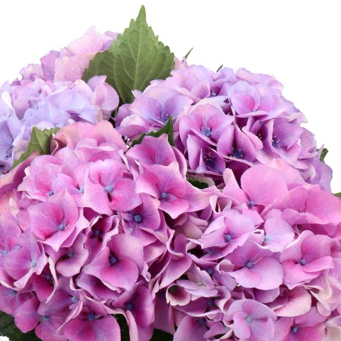 HYDRANGEA ROYAL LOVE LAVENDER
