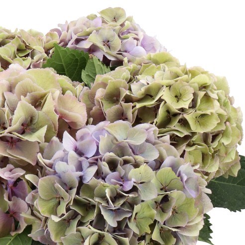 HYDRANGEA ROYAL LOVE LAVENDER CLASSIC
