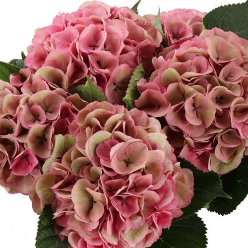 HYDRANGEA ROYAL LOVE PINK CLASSIC