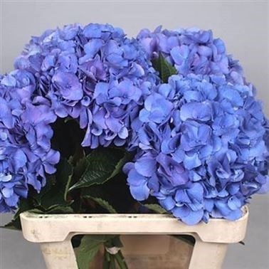 HYDRANGEA ROYAL NAVY BLUE