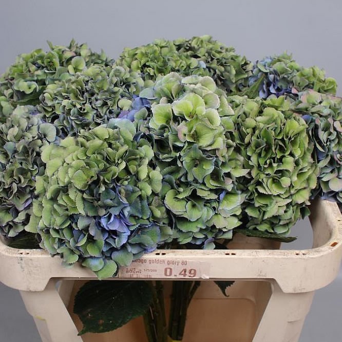 HYDRANGEA ROYAL NAVY CLASSIC