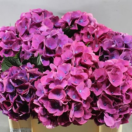 HYDRANGEA ROYAL OPERA