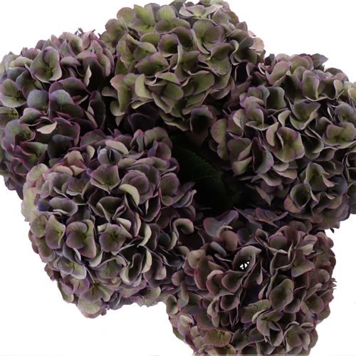 HYDRANGEA ROYAL OPERA METALLIC CLASSIC
