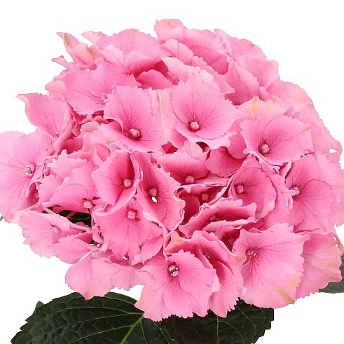 HYDRANGEA ROYAL PALACE
