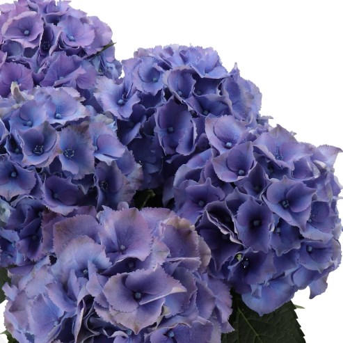 HYDRANGEA ROYAL PALACE LILAC