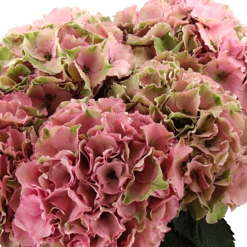 HYDRANGEA ROYAL PALACE OLD PINK/GREEN CLASSIC