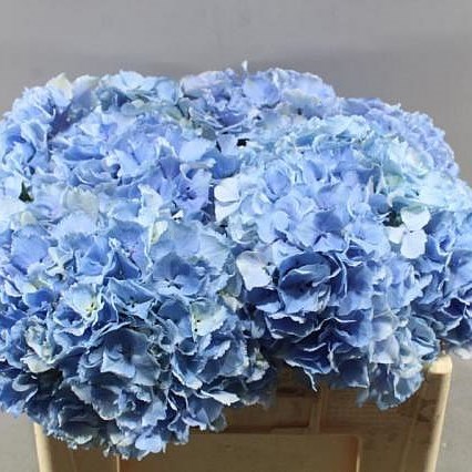 HYDRANGEA ROYAL PRIDE
