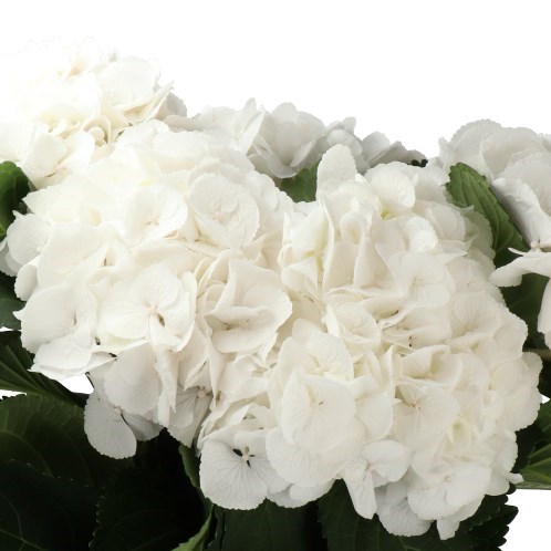 HYDRANGEA ROYAL PRINCESS