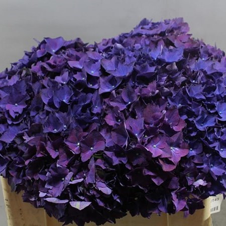 HYDRANGEA ROYAL QUEEN