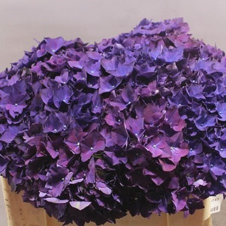 HYDRANGEA ROYAL QUEEN