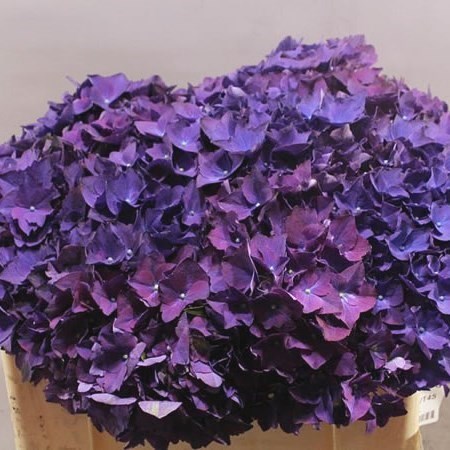 HYDRANGEA  ROYAL QUEEN