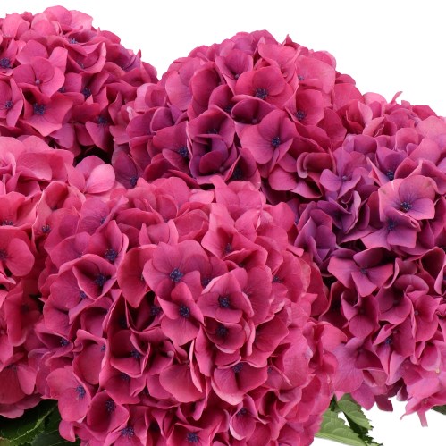 HYDRANGEA ROYAL VENICE