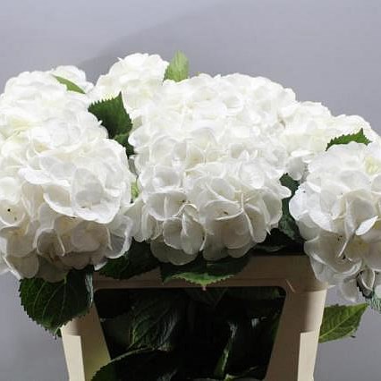 HYDRANGEA ROYAL WEDDING