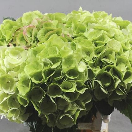 HYDRANGEA ROYAL WEDDING CLASSIC