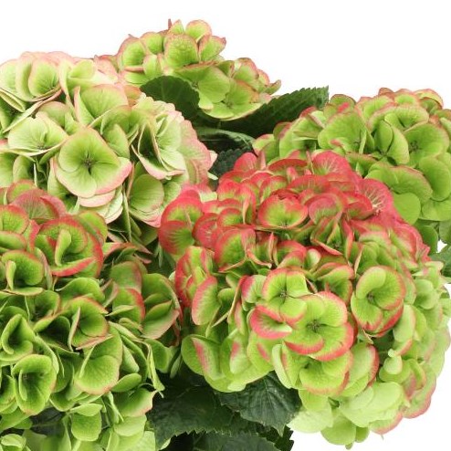HYDRANGEA ROYAL WEDDING GREEN/RED CLASSIC