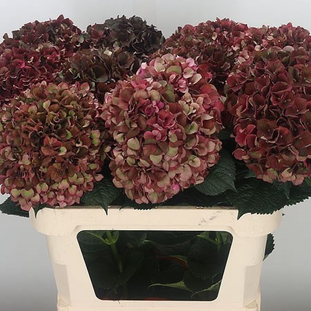 HYDRANGEA RUBY BORDEAUX CLASSIC