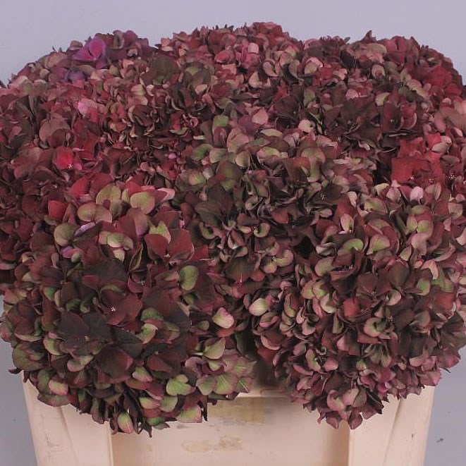 HYDRANGEA RUBY BURGUNDY CLASSIC