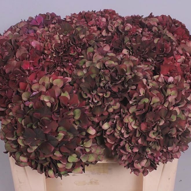HYDRANGEA RUBY BURGUNDY CLASSIC