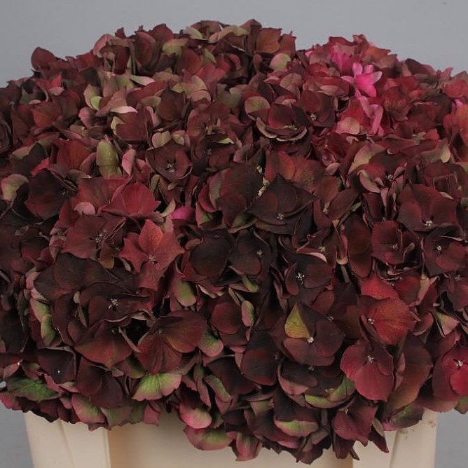 HYDRANGEA RUBY CHOCOLATE CLASSIC